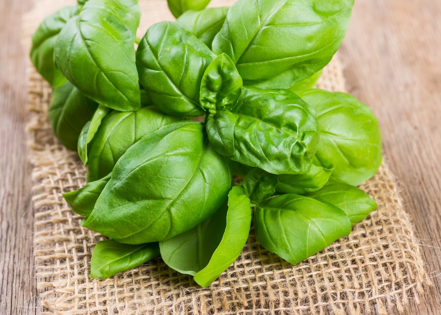 Large bunch of fresh basil on a piece of burlap over wooden table.