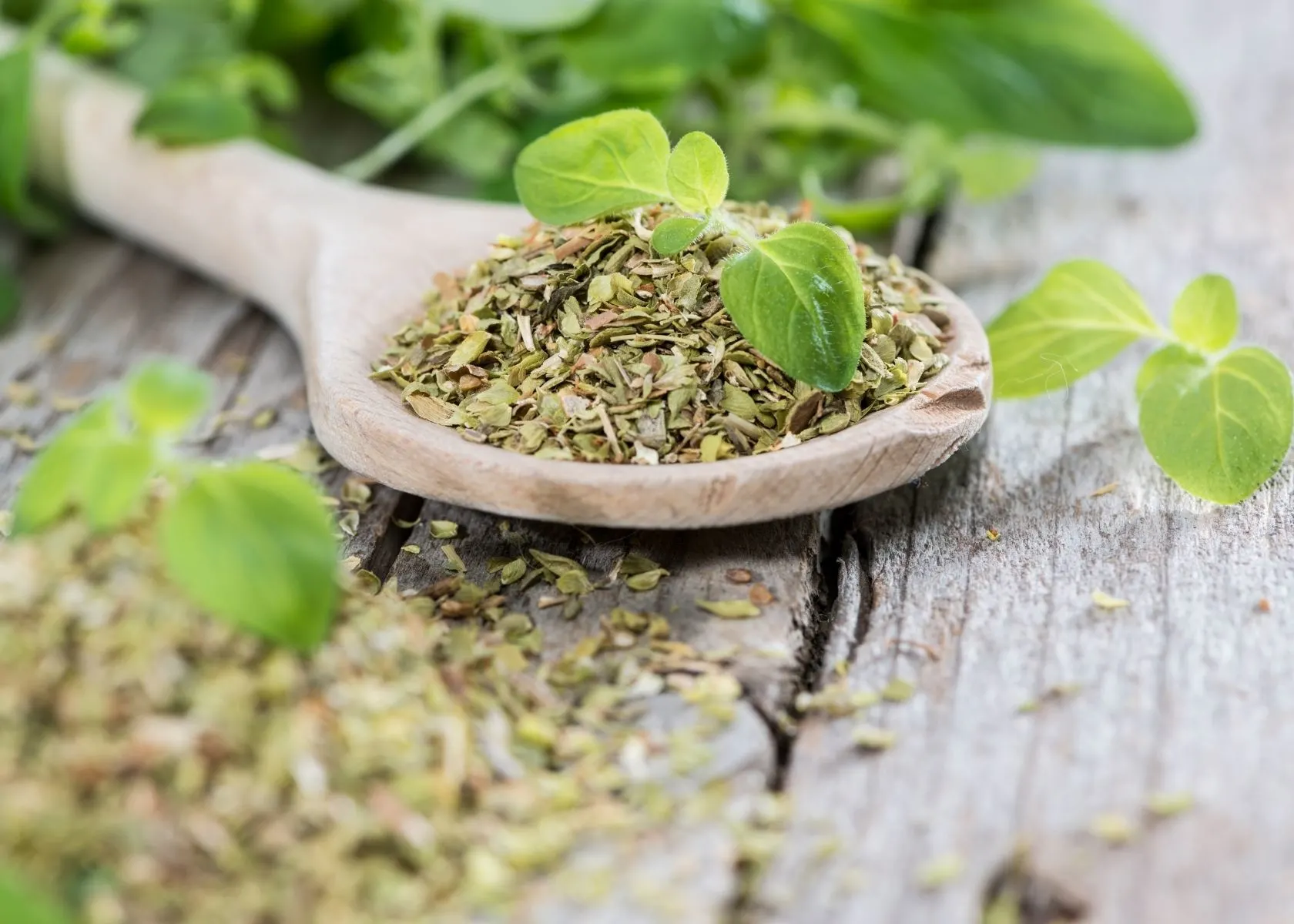 Dried oregano on a large wooden spoon surrounded by fresh oregano leaves.