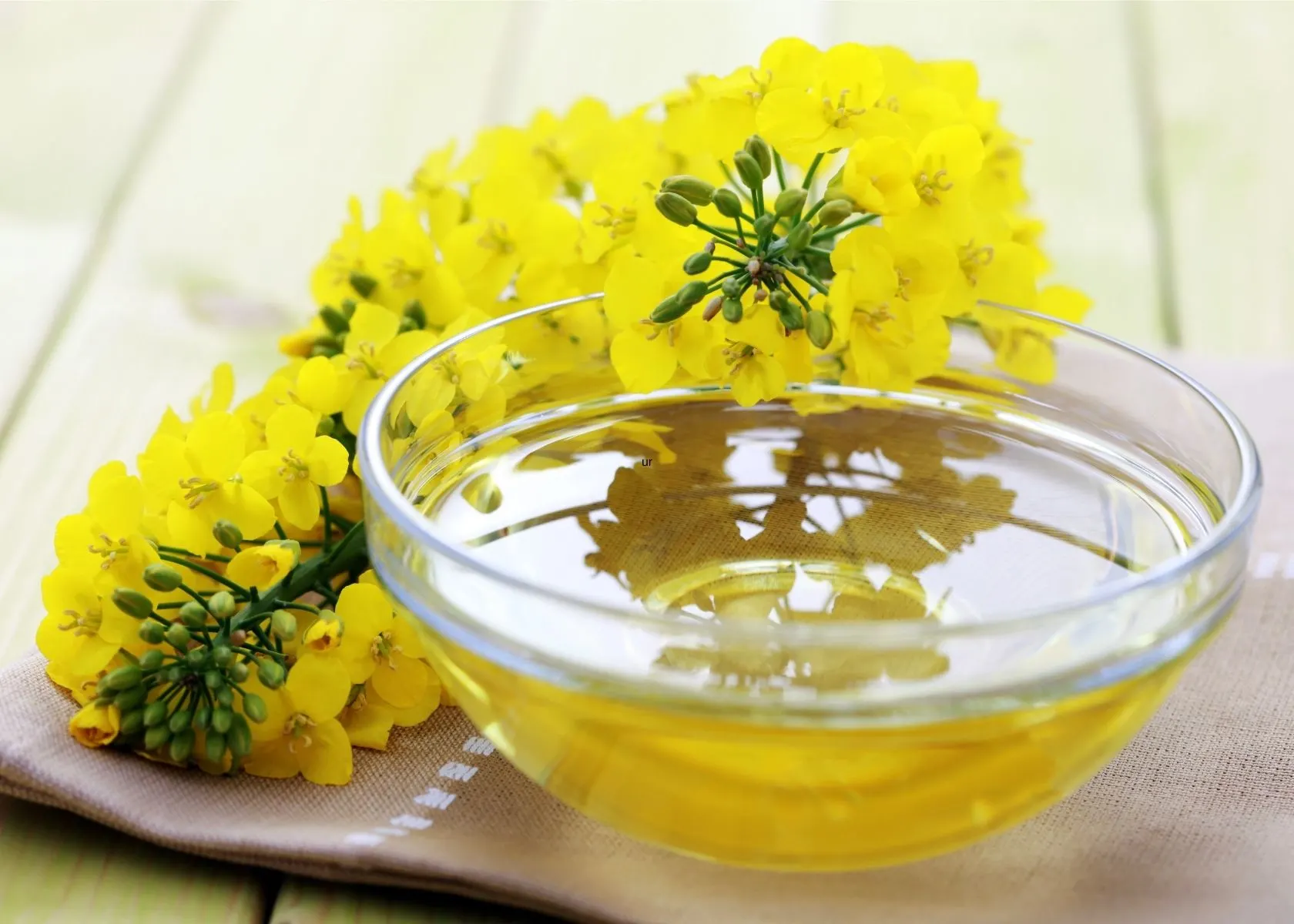 Canola oil in glass bowl next to bright yellow flowers from the plant.