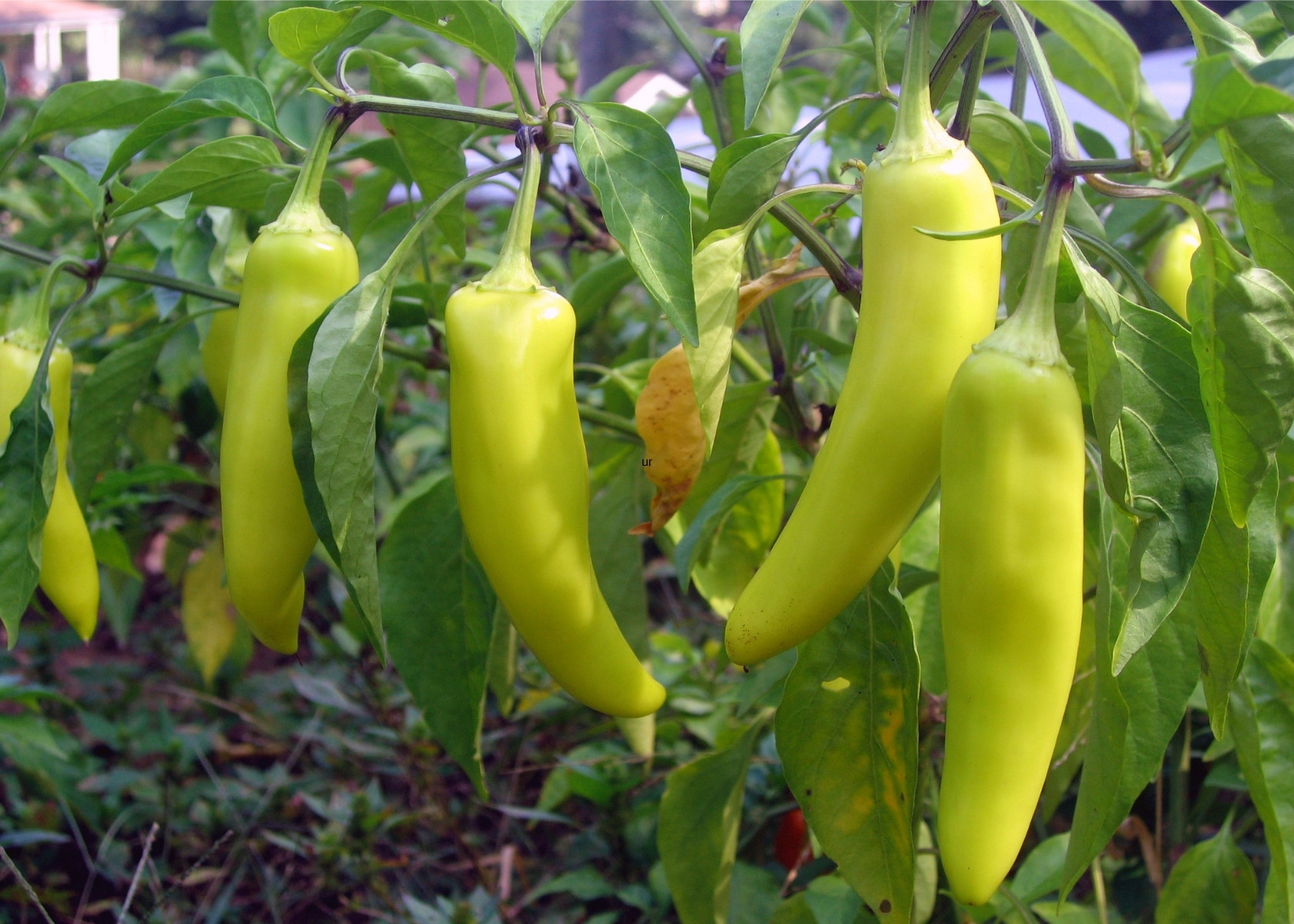 Several bright yellowish green banana peppers growing from bush in garden.