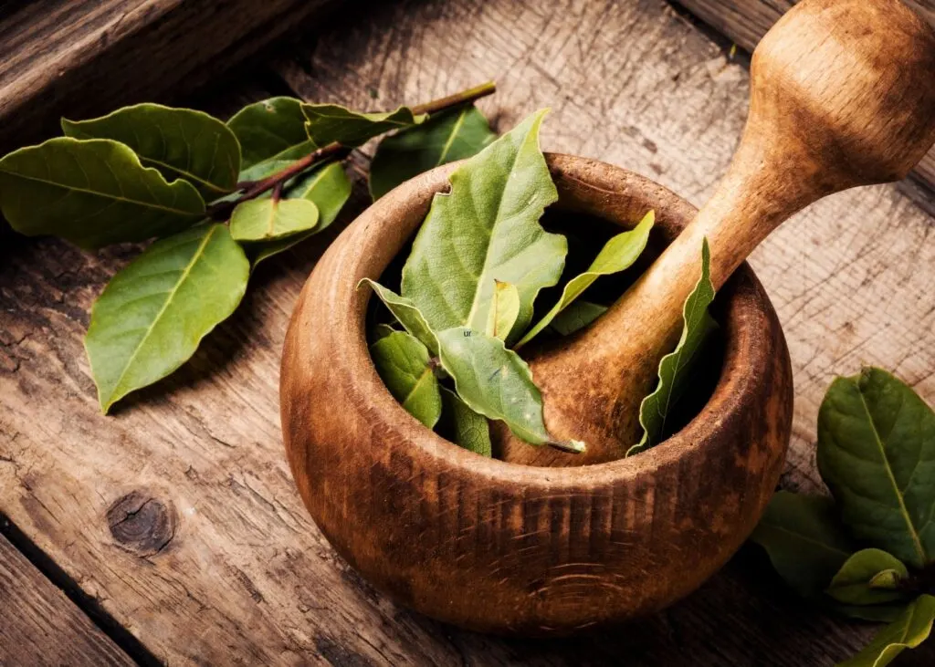 Several fresh bay leaves in wooden mortar and pestle on wood table.