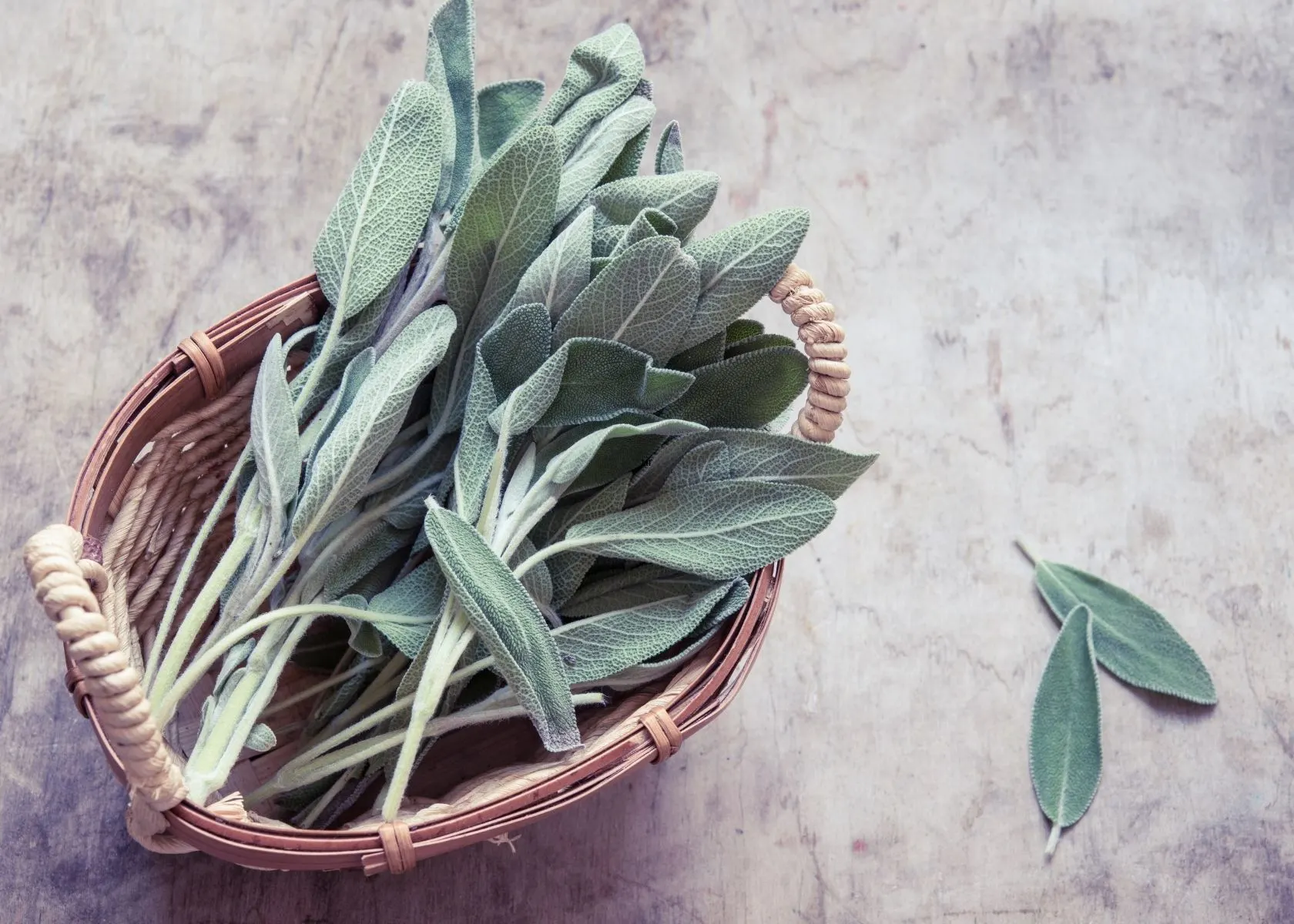 Leaves of fresh sage in rustic whicker basket on gray patterned table.