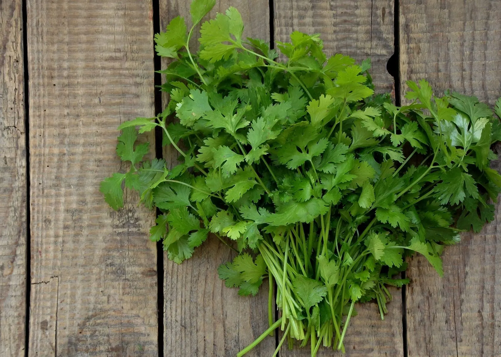Large brunch of fresh, vibrant green cilantro on rustic wooden table top.