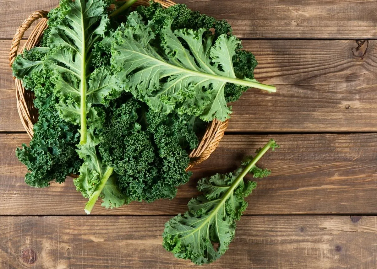 Large kale leaves piled into wooden bowl on rustic wooden table top.