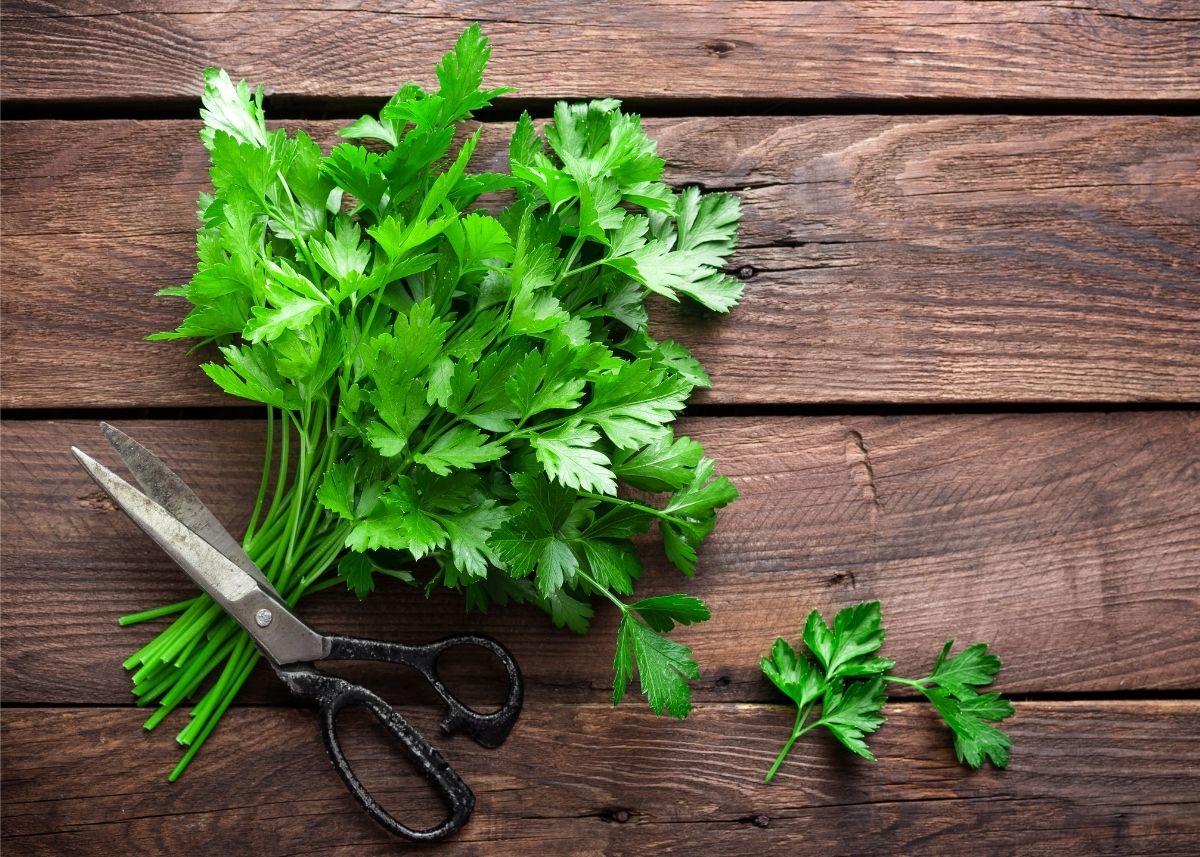 Bunch of parsley on wooden table with black handled scissors lying over the stems.