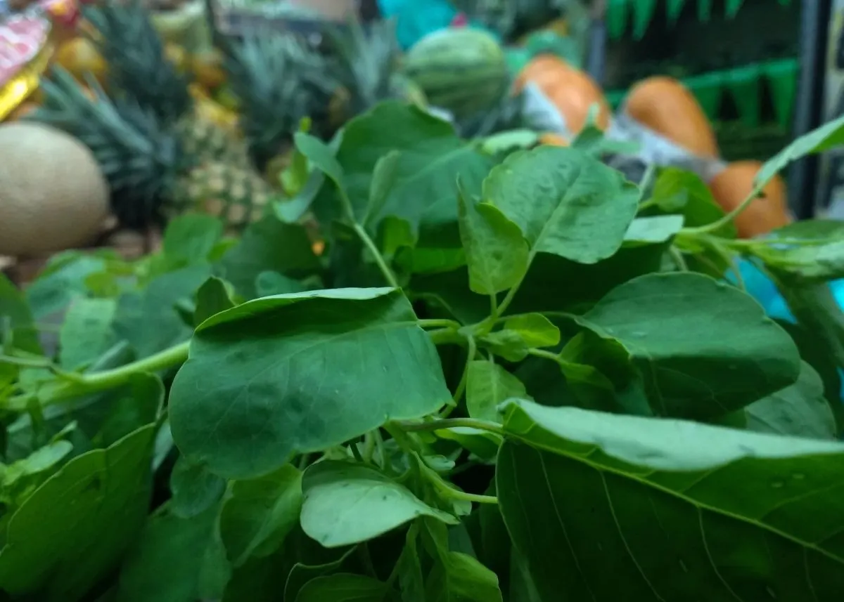 Large, dark green papalo plant in Mexican market with other fresh produce.