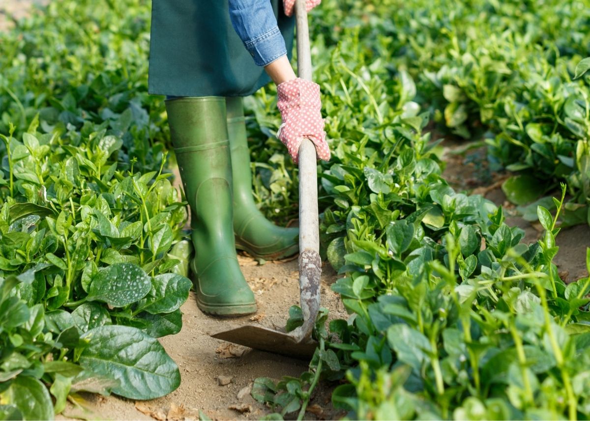 Gardener with green boots digs around rows of green plants in vegetable patch.
