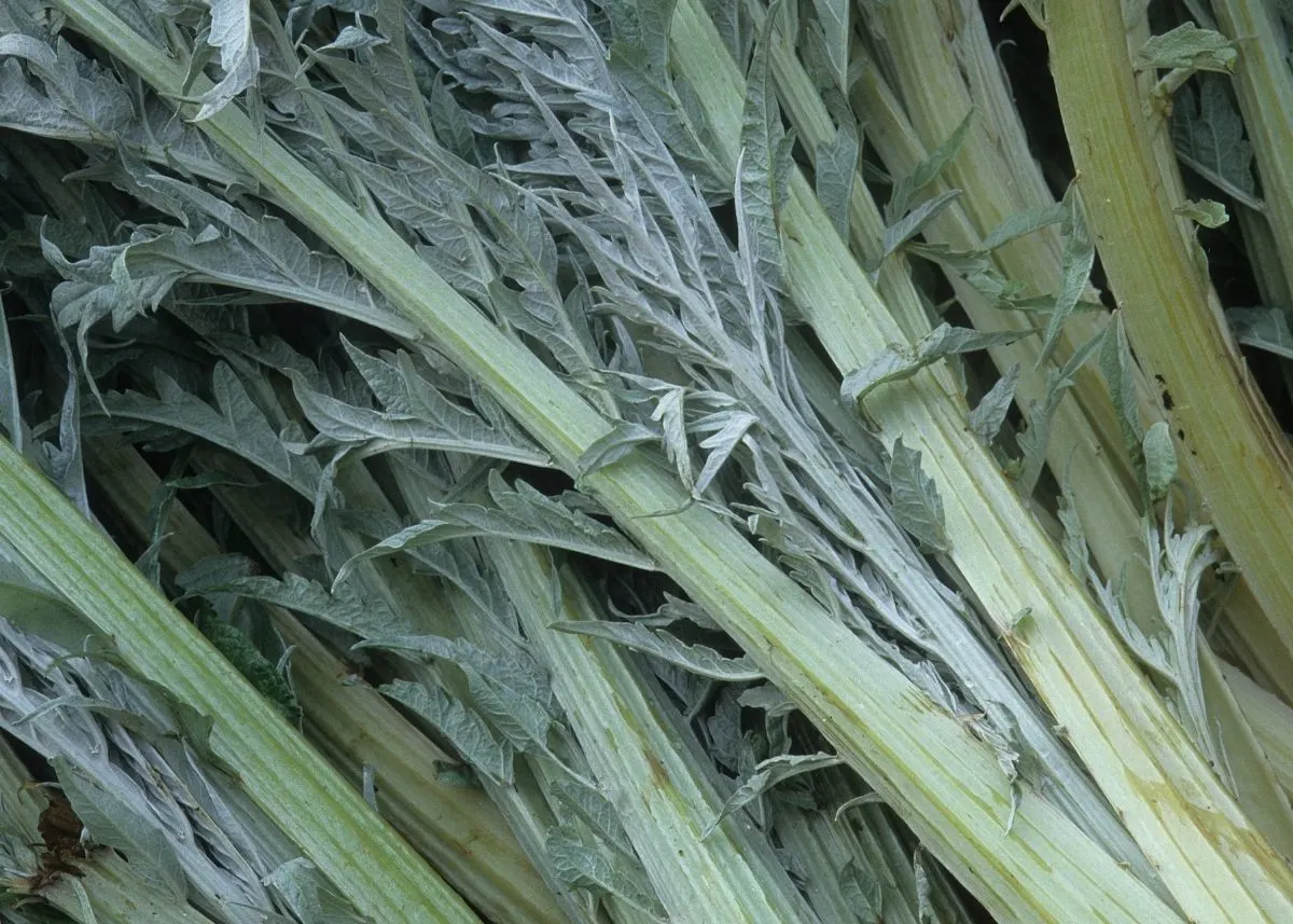 Close up of a pile of pale and dark green cardoon stalks with leaves.