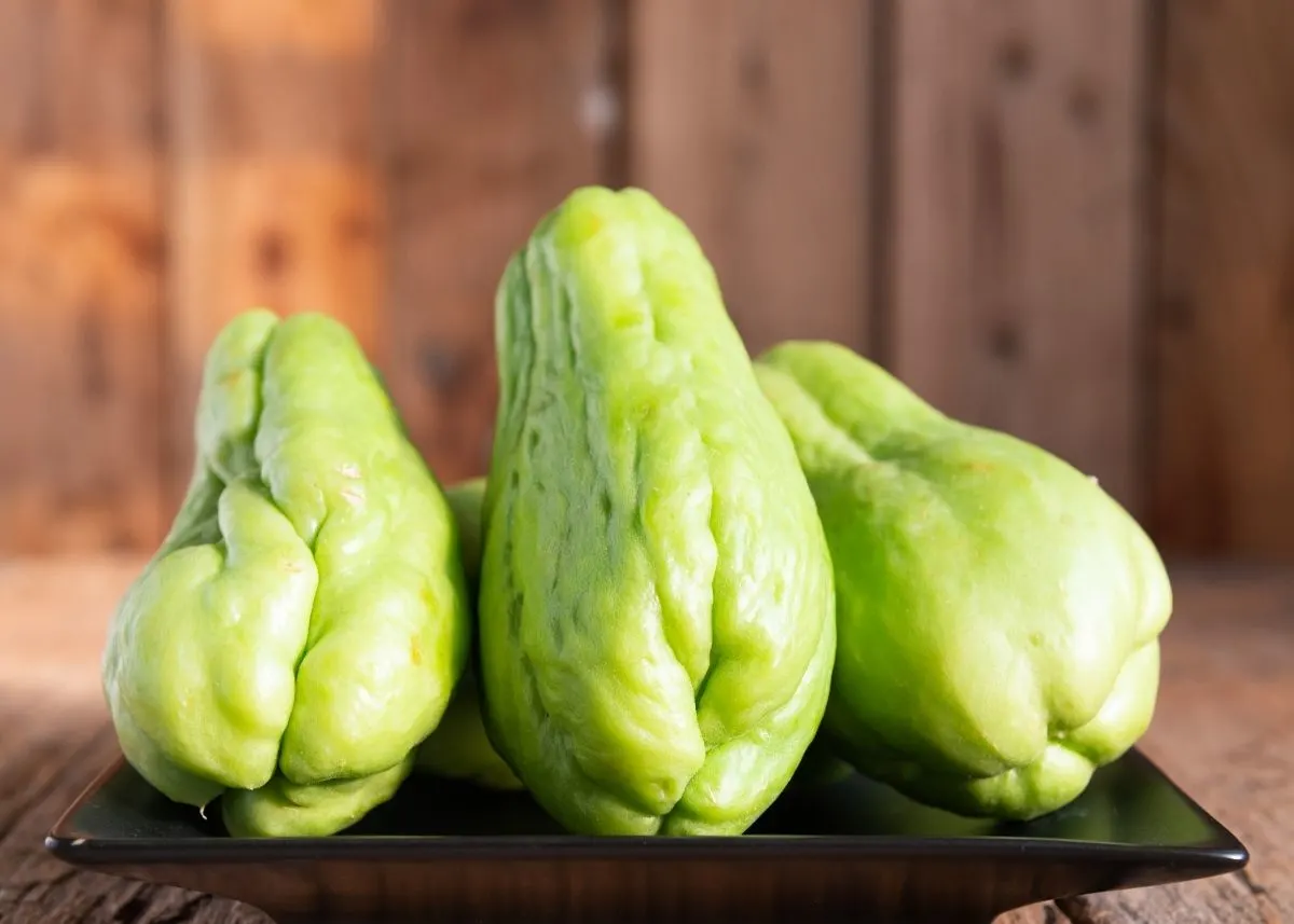 Three bright green chayote squashes lined up on a black platter.