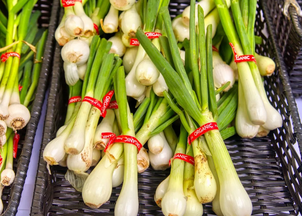 Several bundles of green garlic held together by red ties on a market shelf.